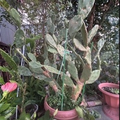 早い者勝ち❣️サボテン🌵 50％OFF今だけ1鉢600円→300円の画像