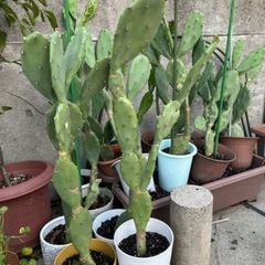 早い者勝ち❣️サボテン🌵 50％OFF今だけ1鉢600円→300円の画像
