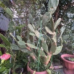 早い者勝ち❣️サボテン🌵 50％OFF今だけ1鉢1000円→500円の画像