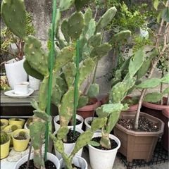 早い者勝ち❣️サボテン🌵 50％OFF今だけ1鉢1000円→500円の画像