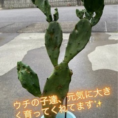 早い者勝ち❣️サボテン🌵 50％OFF今だけ1鉢1000円→500円の画像
