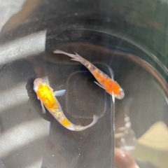 メダカ　月神　卵の画像