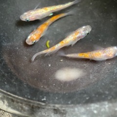 メダカ　月神　2ペア  の画像