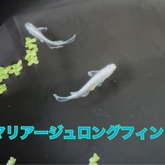 メダカ【1匹100円〜】9/13、14 期間限定　『りゅうメダカ🐟』見学だけでもOK 先着予約制　
次回未定の画像