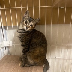 可愛いすぎてリリースできません😭優しいご家族を探しています😭麦わ...