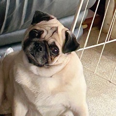 パグ　里親探し　7歳　
