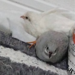 姫うずら