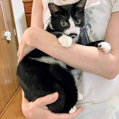 ★譲渡会あります★　黒白ハチワレくん