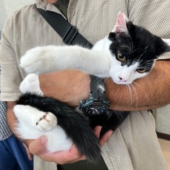 ハチワレ　白黒　子猫　抱っこできます