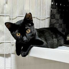 ★譲渡会あります★　キュートな黒猫ちゃん