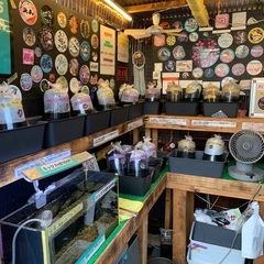 【五桜メダカ】 9月10日　三浦メダカ2ペアサービス有り　横須賀...