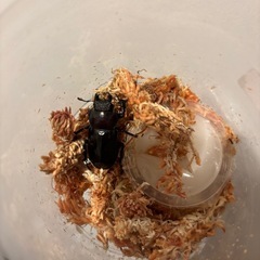 ミヤワクワガタ　ワイルド　ペアの画像