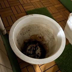 プラスチック鉢　(大)の画像