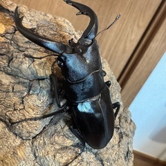 アマミノコギリ　トリオ　　良型です。の画像