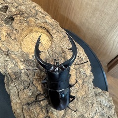 アマミノコギリ　トリオ　　良型です。の画像