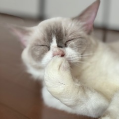 ラグドールの女の子:甘えん坊です。【現在トライアル中】