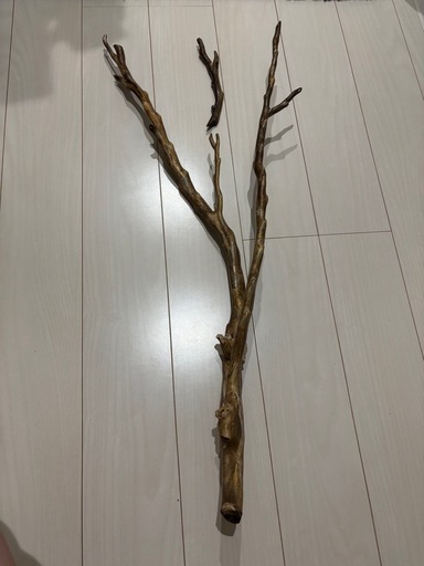 深海松