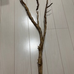 深海松の画像