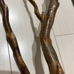深海松の画像