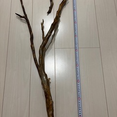 深海松の画像