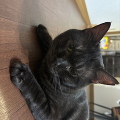 人懐っこい猫ちゃんです。