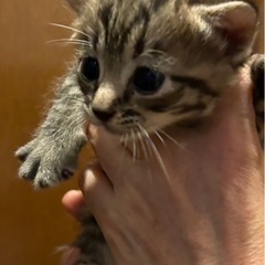 1ヶ月弱の男の子🐯見学大歓迎  里親様が見つからなかったら…