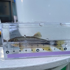 淡水魚　の画像