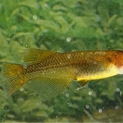 メダカ　竜章鳳姿5匹の画像