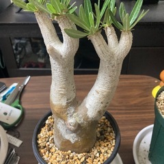観葉植物　パキポディウム　マカイエンセ　発根確認まだの画像