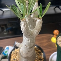 観葉植物　パキポディウム　マカイエンセ　発根確認まだの画像