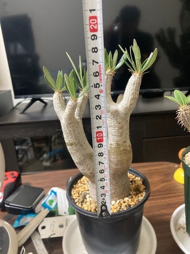 観葉植物　パキポディウム　マカイエンセ　発根確認まだ