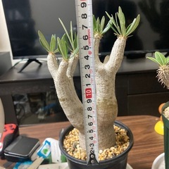 観葉植物　パキポディウム　マカイエンセ　発根確認まだの画像
