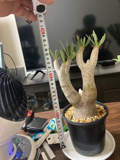 観葉植物　パキポディウム　マカイエンセ　発根確認まだ