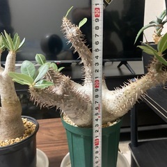 観葉植物　現地球　パキポディウム　ホロンベンセ　発根未確認の画像