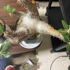 観葉植物　現地球　パキポディウム　ホロンベンセ　発根未確認の画像