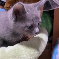 【トライアル決定】7/22生まれの女の子(グレー)