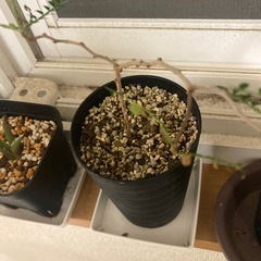 観葉植物　オペルクリカリア　パキプス　実生　1年生　3鉢セットの画像
