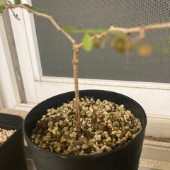 観葉植物　オペルクリカリア　パキプス　実生　1年生　3鉢セットの画像