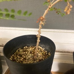 観葉植物　オペルクリカリア　パキプス　実生　1年生　3鉢セットの画像