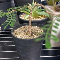 観葉植物　オペルクリカリア　パキプス　実生　1年生　3鉢セットの画像
