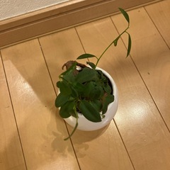 観葉植物　ガジュマル　インテリア　植物　の画像