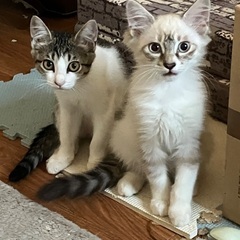 親子猫を一緒に迎えてほしいです。
