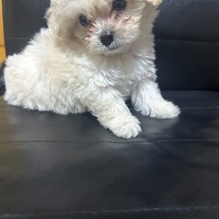 ペキプー　男の子　