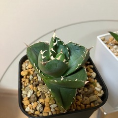 【2点セット】アガベ　チタノタ　柊月　サンスベリアシルバークラウン　観葉植物　多肉植物の画像