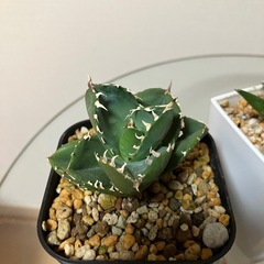 【2点セット】アガベ　チタノタ　柊月　サンスベリアシルバークラウン　観葉植物　多肉植物の画像