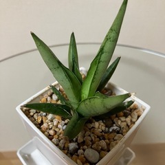 【2点セット】アガベ　チタノタ　柊月　サンスベリアシルバークラウン　観葉植物　多肉植物の画像