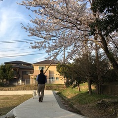 お散歩代行