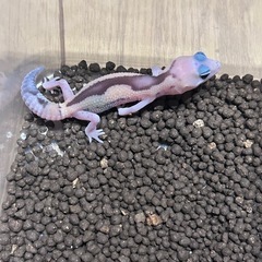 ニシアフリカトカゲモドキ