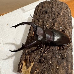ヘラクレス、ギラファ、パラワン　世界のクワガタカブトムシ即売会の画像