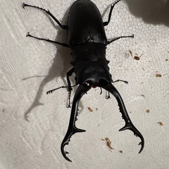 ヘラクレス、ギラファ、パラワン　世界のクワガタカブトムシ即売会の画像